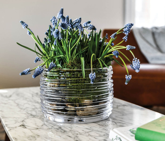 Clear glass bowl with horizontal ribbed texture containing blue grape hyacinth flowers and green stems.