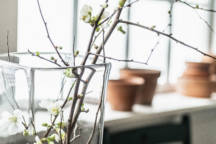 Clear glass vase holding branches with small white flowers and green buds.
